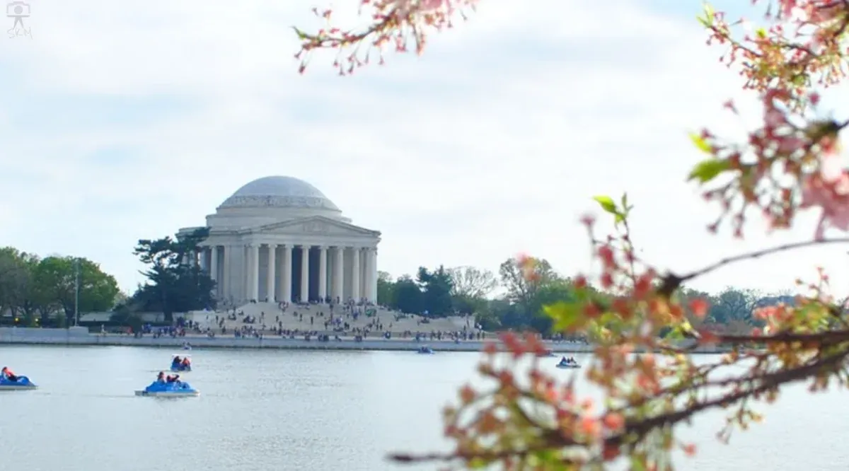 Cherry blossoms framing the Jefferson Memorial across the Tidal Basin in spring, the busiest season for Washington DC tours for seniors